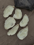 Kasey Pearl Oyster Candle